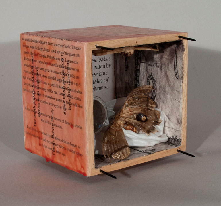 Polyphemus Box